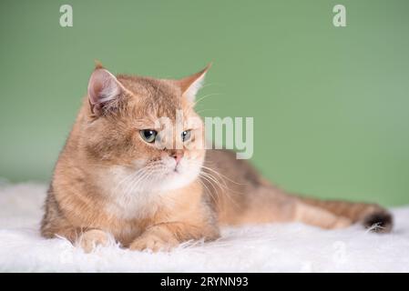 Il gatto scontento della razza britannica del colore chinchilla dorato giace su un tappeto realizzato in pelliccia sintetica bianca su sfondo verde Foto Stock