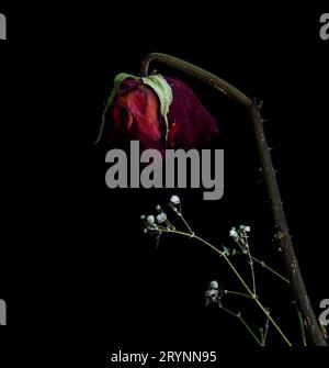 Fiore di rosa rosso selvaggio su sfondo nero. Fiore sbiadito senza vita. Dolore e depressione Foto Stock