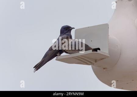 Il porpora martin (Progne subis) Foto Stock