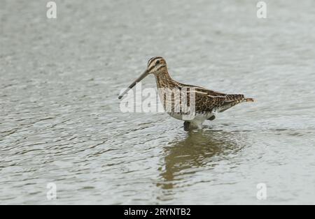 Uno Snipe, Gallinago gallinago, in piedi nelle acque poco profonde di un lago. Foto Stock