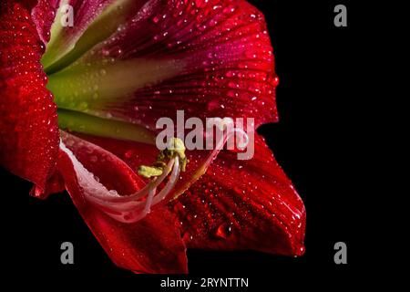 Fiore rosso intenso di amaryllis su sfondo nero, che mostra delicata bellezza della natura. Foto Stock