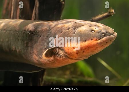 Anguilla elettrica (Electrophorus electricus) al Georgia Aquarium nel centro di Atlanta, Georgia. (USA) Foto Stock