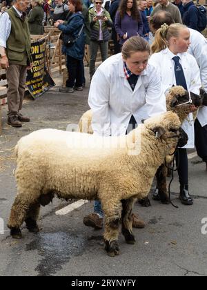 Pecore che giudicano alla Masham Sheep Fair Foto Stock