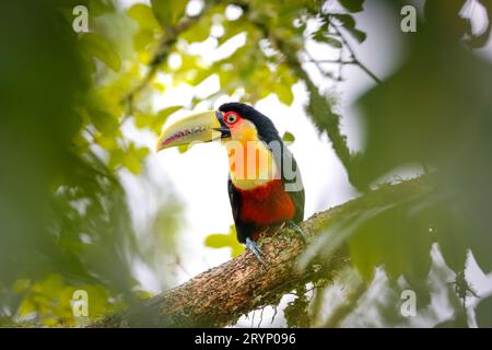 Primo piano di un bellissimo toucan dal petto rosso arroccato su un ramo di albero, incorniciato da foglie verdi sfocate, Serra da Mantiqueira, Foto Stock