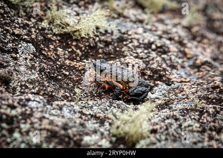 Primo piano di un piccolo e bellissimo rospo del ventre rosso di Maldonada, un rospo endemico brasiliano, su una roccia di granito wi Foto Stock