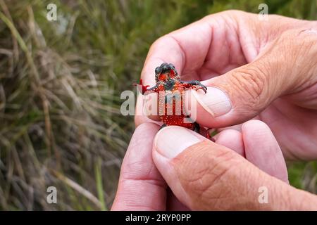 Primo piano di un piccolo e bellissimo rospo a pancia rossa di Maldonada, che mostra la pancia, tenuto per mano di un uomo, è Foto Stock