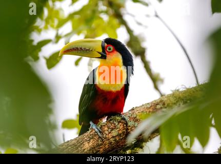 Primo piano di un bellissimo tucano dal petto rosso arroccato su un ramo di albero, incorniciato da un verde deconcentrato Foto Stock