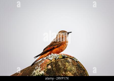 Coloratissimo catcher di deglutizione arroccato su un tetto con sfondo luminoso, parco naturale di Caraca, min Foto Stock