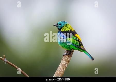 Tanager colorato con testa verde arroccato su foglie su sfondo naturale sfocato, Serra da Mantiqu Foto Stock