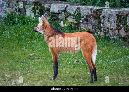 Vista laterale di un lupo manto su prati erbosi del Santuario CaraÃ, parete di pietra sullo sfondo, Minas Ger Foto Stock