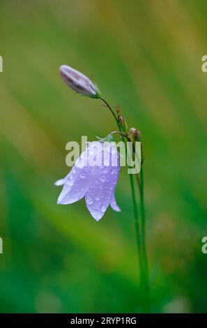 Campanulia rotundifolia; harebell | primo piano di un singolo fiore di harebell ricoperto di rugiada su un morbido sfondo verde. Foto Stock