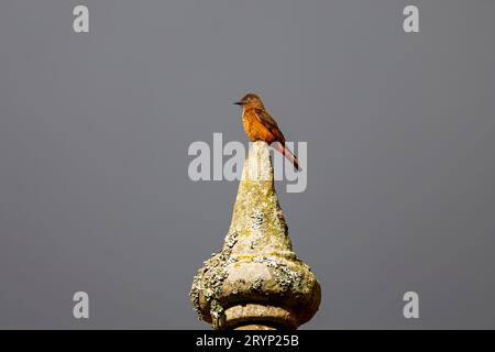 Caraca nat, colorata attraccatrice di rondine in luce arroccata sulla cima di una guglia su sfondo grigio Foto Stock