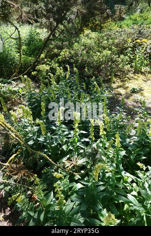 Digitalis grandiflora, grande guanto giallo foxglove Foto Stock