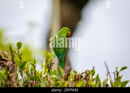 Un semplice parakeet arroccato su un cespuglio contro lo sfondo scuro sfocato Itatiaia, Rio de Janeiro, Brasile Foto Stock