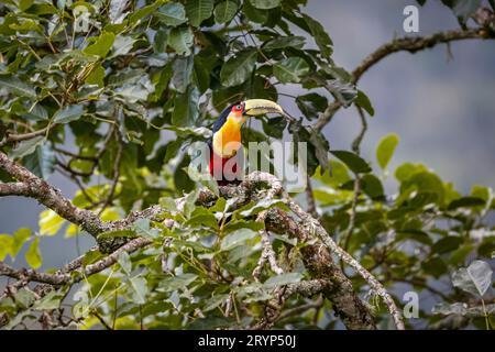 Primo piano di un bellissimo tucano dal petto rosso, arroccato su un ramo di albero, foglie verdi sullo sfondo, Itat Foto Stock