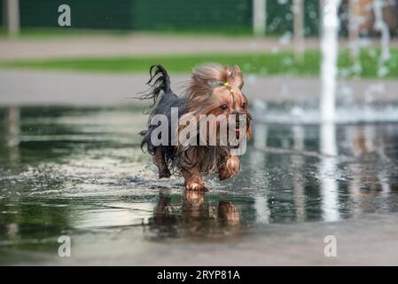 Riscalda lo yorkshire terrier bagnato in una fontana pedonale Foto Stock