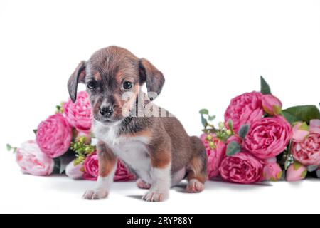 Cucciolo mongrel su uno sfondo di fiori artificiali di peonie Foto Stock