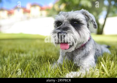 Ritratto di uno splendido cane schnauzer seduto sull'erba e guardando in lontananza nel parco. Il concetto di amore per gli animali Foto Stock