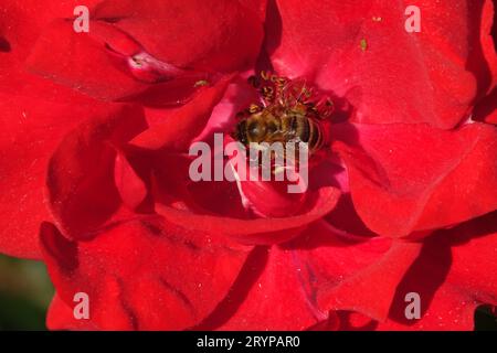 Rosa Alain Blanchard, ape Foto Stock