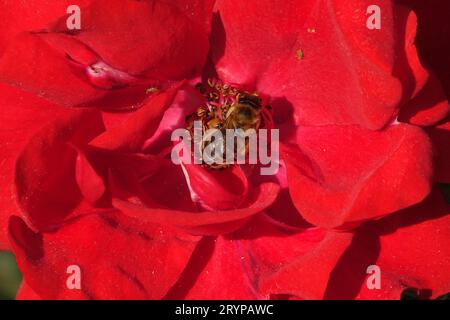 Rosa Alain Blanchard, ape Foto Stock