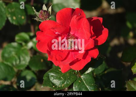 Rosa Alain Blanchard, ape Foto Stock