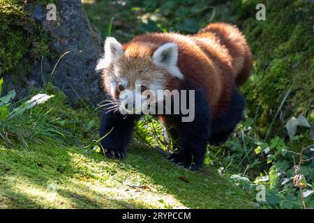 Western panda rosso (Ailurus fulgens fulgens), noto anche come il nepalese panda rosso. Foto Stock