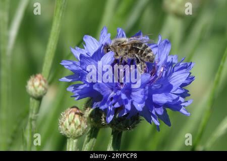 Centaurea cyanus, fiore di mais, ape Foto Stock