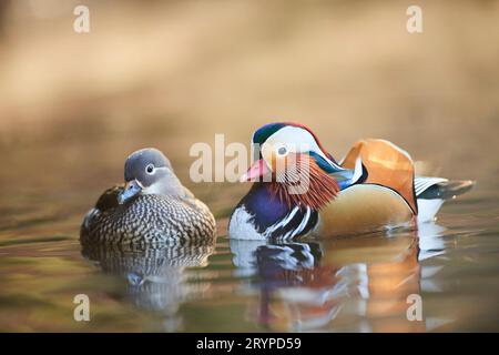 Anatra mandarino (Aix galericulata). Coppia sull'acqua. Germania Foto Stock