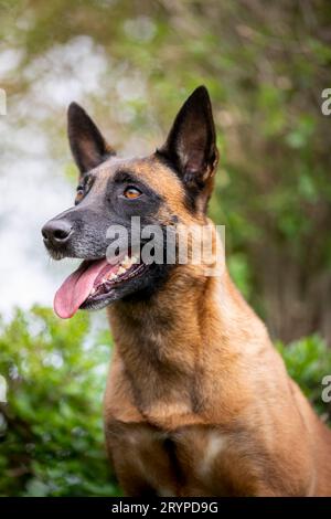 Pastore belga, Malinois. Ritratto di un cane adulto. Germania Foto Stock