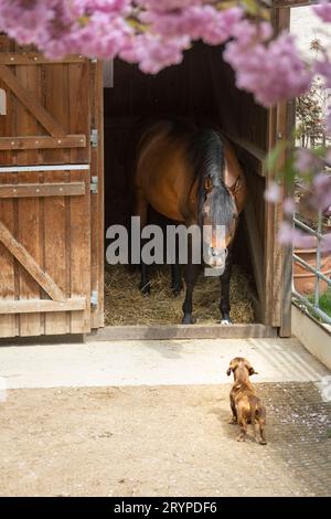 Cavallo arabo. Stallone della baia che guarda Dachshund in piedi davanti alla sua stalla. Germania Foto Stock