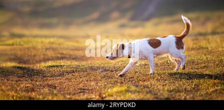 Jack russell terrier cucciolo mentre cammina e odora nell'erba all'alba in autunno. Escursione con i cani o striscione di viaggio. Foto Stock