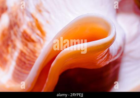 Frammento di una grande conchiglia oceanica texture astratta primo piano macro arancione Foto Stock