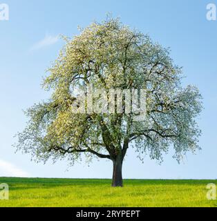 Un solo albero di pera in fiore su prato verde alla luce della sera. Vicino a Hombrechtikon in Zuercher Oberland, Svizzera Foto Stock