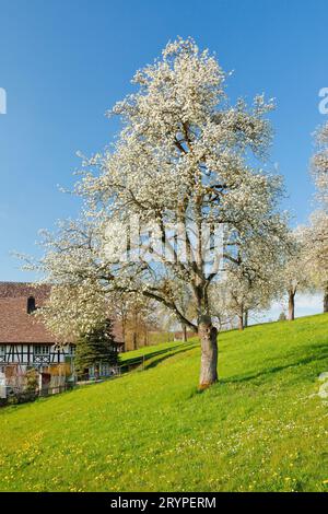 Pere in fiore accanto a una fattoria in primavera nel prato fiorito di Hirzel, nel cantone di Zuerich, Svizzera Foto Stock