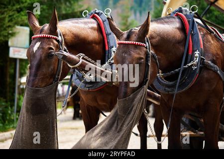 Imbracatura a cavallo con carrello nella foresta di montagna. Trasporto tradizionale per i turisti a Morskie Oko, Polonia. I cavalli sfruttati mangiano cibo dalle borse Foto Stock