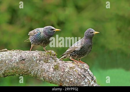 Starling europeo (Sturnus vulgaris). Due adulti (coppia?) su un ramo di betulla. Germania Foto Stock