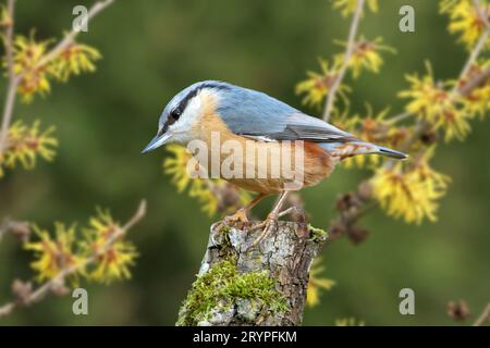 Nuthatch eurasiatico (Sitta europaea). Adulto arroccato su un ramoscello, con Hazel Strega fiorita sullo sfondo. Germania Foto Stock