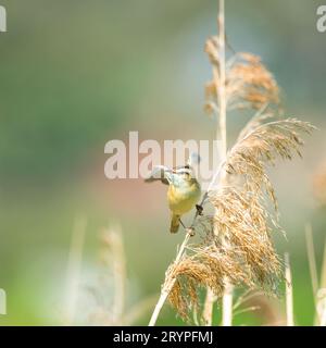 La parula di fango (Acrocephalus schoenobaenus) canta dalla cima di una canna in primavera. Carine specie di parula Foto Stock