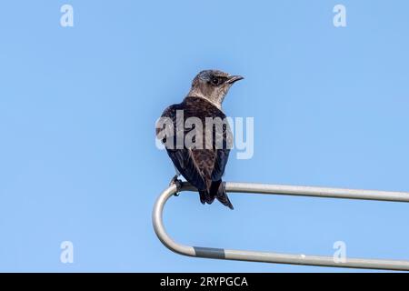 Il porpora martin (Progne subis) Foto Stock