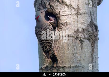 Lo sfarfallio settentrionale (Copaptes auratus) Foto Stock