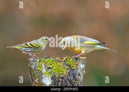 Siskin eurasiatico (Carduelis spinus) e Greenfinch (Chloris chloris) nel luogo di alimentazione. Germania Foto Stock
