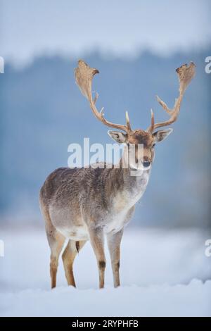 Cervo (Cervo dama, Dama dama). Buck in piedi sulla neve. Germania Foto Stock