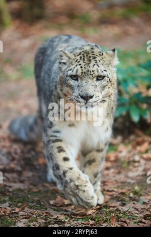 Leopardo delle nevi (Panthera uncia). Adulto che cammina verso la macchina fotografica Foto Stock