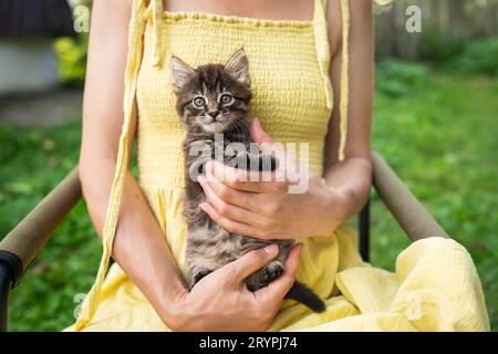 Un gattino felice ama essere accarezzato dalla mano di una donna. Un bel gattino siede tra le braccia di una ragazza con un vestito giallo. Il gattino guarda Foto Stock