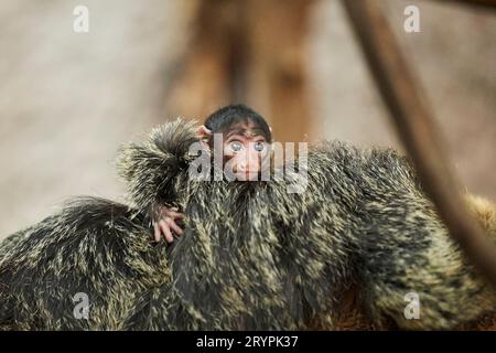 Saki dalla faccia bianca (Pithecia pithecia). Bambino aggrappato alla madre, allo zoo. Germania Foto Stock