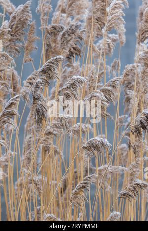 Teste di semi ricoperte di ghiaccio di Phragmites australis, canne comuni, erba paludosa a metà inverno Foto Stock