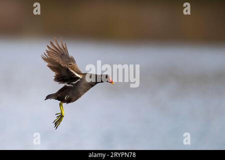 Moorhen comune (Gallinula chloropus). Adulto in volo. Germania Foto Stock