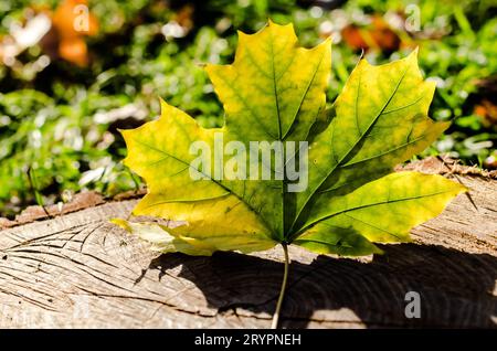 Foglia di acero giallita su ceppo di legno da vicino Foto Stock