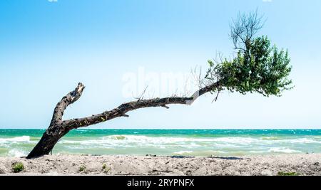 Albero rotto curvo con ramoscelli secchi e foglie verdi sulla spiaggia sullo sfondo del mare e del cielo blu Foto Stock