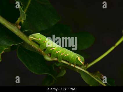 Grande prominente (Peridea anceps). Caterpillar su un ramoscello di quercia. Germania Foto Stock